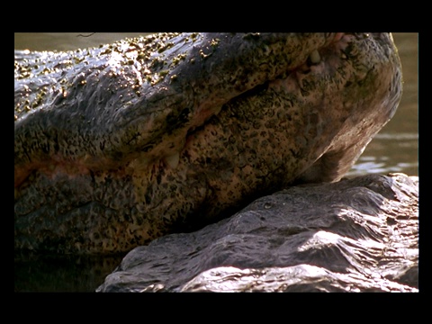 一只短吻鳄把鼻子搁在一块岩石上。视频素材