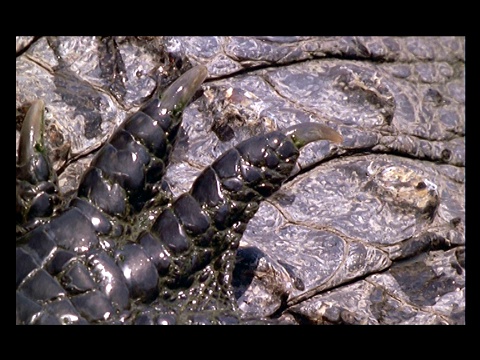 鳄鱼在一块岩石上张开爪子。视频素材