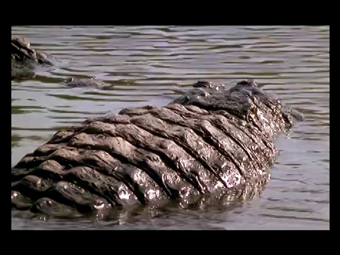 短吻鳄在浅水中休息。视频素材