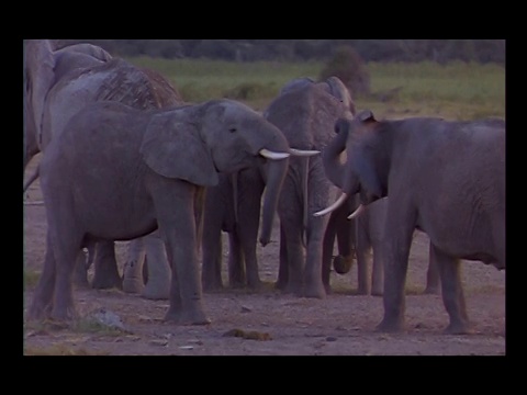 两只非洲象在互相决斗。视频素材