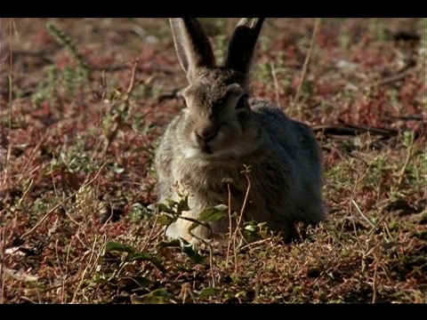 一只棉尾兔在嚼草。视频素材