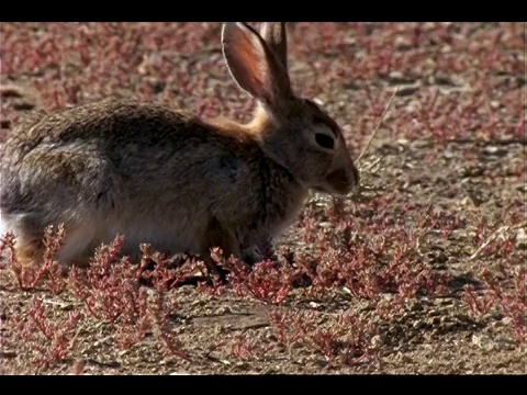 一只棉尾兔在吃草。视频素材