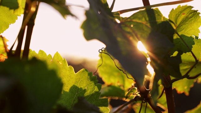 葡萄叶与阳光在日落视频素材