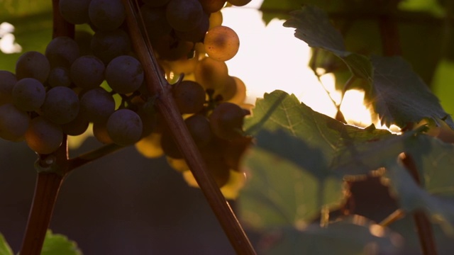 日落时分，葡萄园里挂着黄色的葡萄视频素材