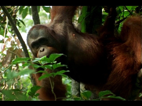 一只猩猩挂在树枝上。视频下载