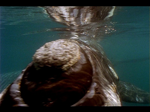一条鲸鱼在海面附近游动。视频素材