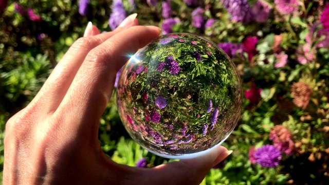 女性手握魔法水晶球越过美丽的自然景观紫菀花田视频下载