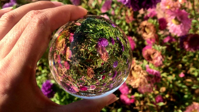 女性手握魔法水晶球越过美丽的自然景观紫菀花田视频下载