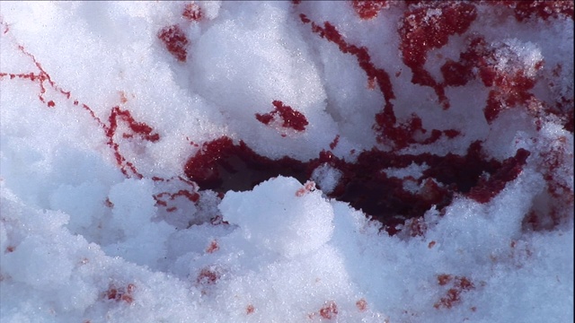 血变成了雪红色。视频素材