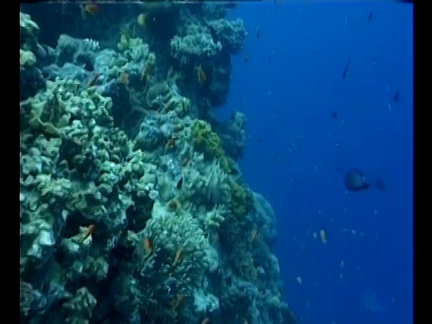 热带鱼在大堡礁的珊瑚墙周围游动。视频素材