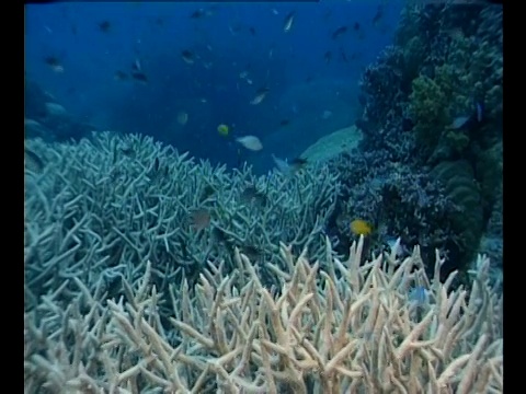 热带鱼在海底死珊瑚附近游动。视频素材