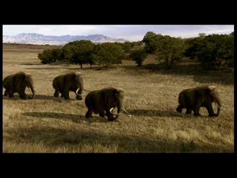 一群长毛象在草地上移动。视频素材