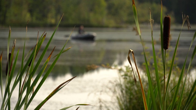 绿色的芦苇在风中摇曳。平静的夏天的风景。夏天闷热的中午，在森林湖岸边。背景中，渔夫正在充气船中游泳。周末的爱好。4 k的视频视频素材
