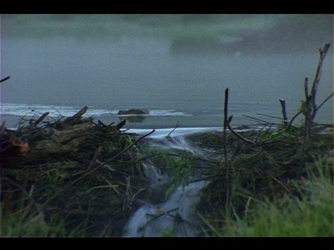 海狸把木棍粘在堤坝上。视频素材