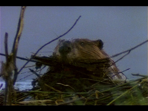 一只海狸带着树枝去水坝。视频下载