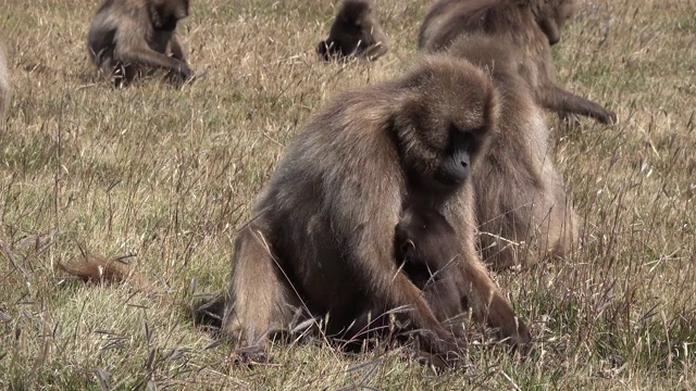 一群狒狒和猴子视频下载