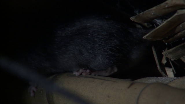 一只老鼠在黑暗的房间里嗅空气。视频素材