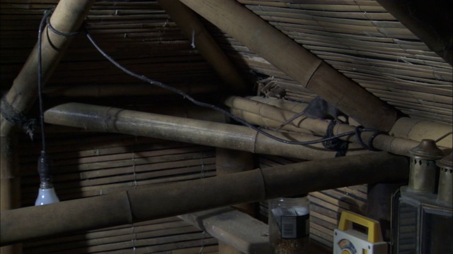 两只老鼠沿着一间简陋厨房天花板附近的竹子支架爬行。视频素材