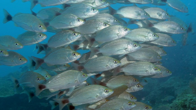 卡诺岛水下的鱼群视频下载