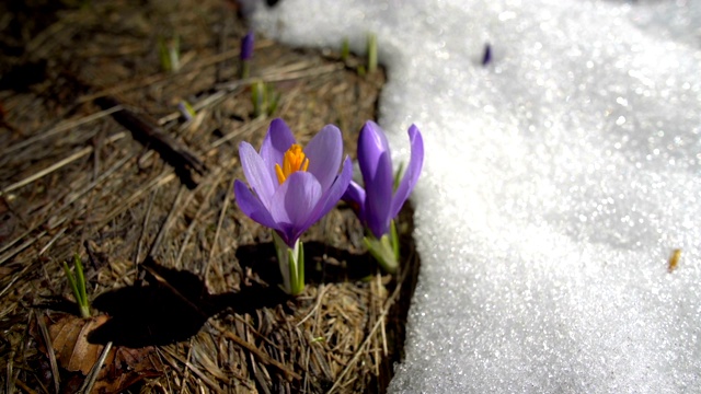 早春在雪地里生长的紫色番红花视频下载