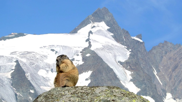 土拨鼠，土拨鼠，在欧洲阿尔卑斯山视频素材