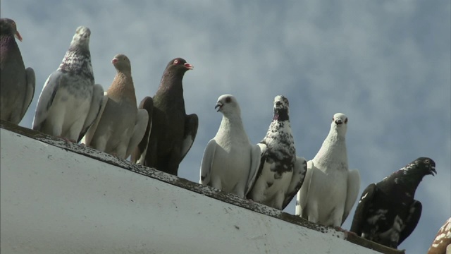鸽子栖息在屋顶的边缘。视频下载