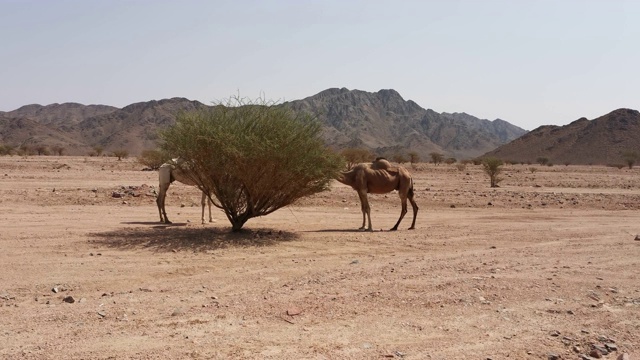 在沙漠里吃树上的骆驼视频下载