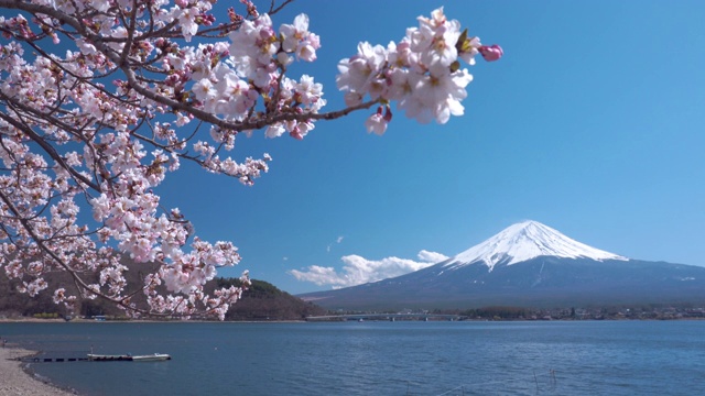 4K视频:富士山的春天，藤吉田川口子的樱花盛开。视频素材