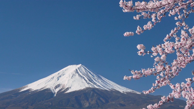 4K视频:富士山的春天，藤吉田川口子的樱花盛开。视频下载