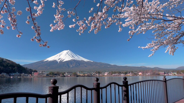 4K视频:富士山的春天，藤吉田川口子的樱花盛开。视频素材