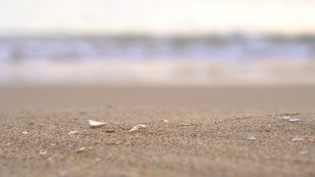 近距离聚焦贝壳在海滩上视频下载