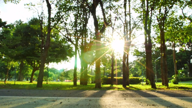 公园公园的背景，树木和傍晚的太阳视频下载