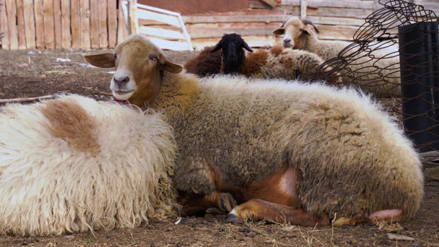 一只棕色的绵羊在乡村农场的新鲜空气中吃喝休息。农场上的一群绵羊和公绵羊视频素材