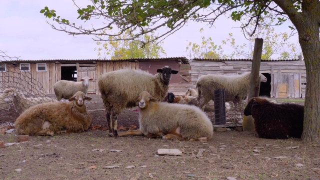 一群羊在新鲜的空气中吃喝休息。在农村农场的牧场上，羊群站在镜头前看着。视频素材