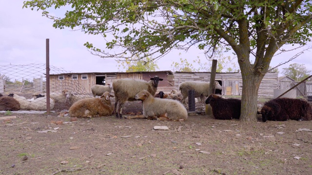 一群羊在新鲜的空气中吃喝休息。农场上的一群绵羊和公绵羊视频素材