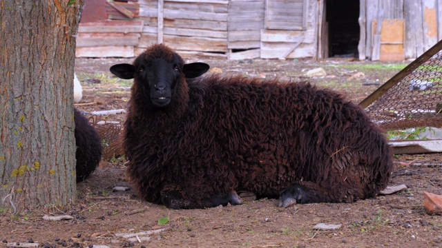 一只棕色的绵羊在乡村农场的新鲜空气中吃喝休息。视频素材