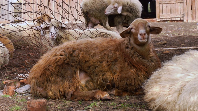 一只棕色的绵羊在乡村农场的新鲜空气中吃喝休息。农场上的一群绵羊和公绵羊视频素材