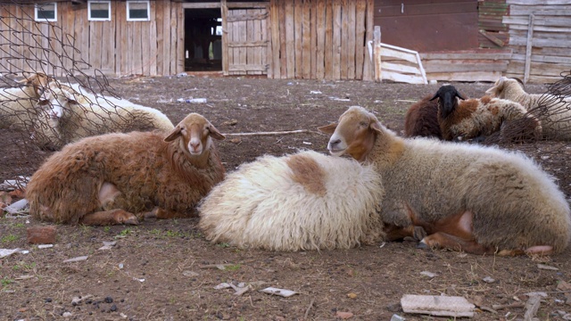 一群羊在新鲜的空气中吃喝休息。视频素材