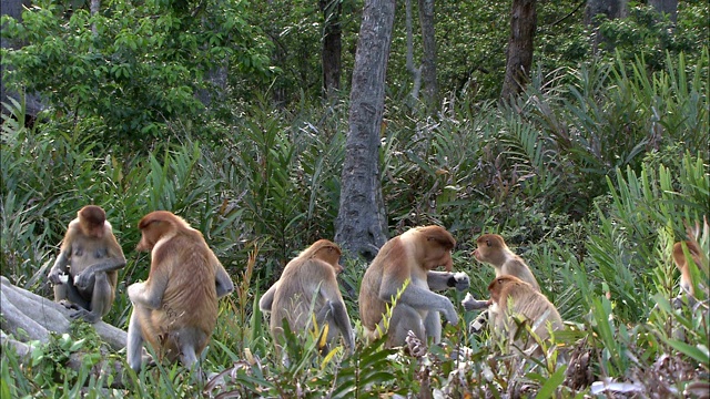 一群长鼻猴在丛林空地上进食。视频下载