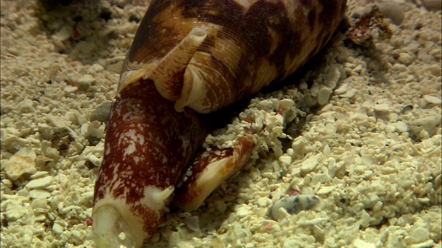 海螺吃沙丁鱼。视频下载