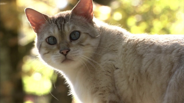 一只孟加拉猫在后院探险。视频素材