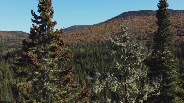 鸟瞰图的北方森林自然在秋季，魁北克，加拿大视频素材