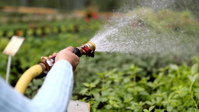 园丁在园艺中心为植物浇水视频下载