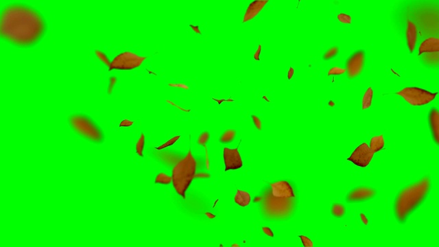 秋叶落在绿色屏幕上，色度键可循环背景视频素材