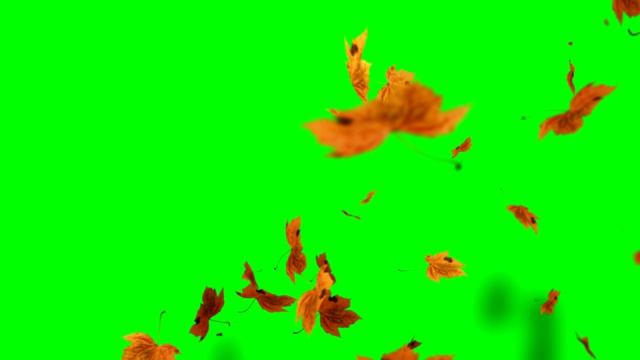 秋叶落在绿色屏幕上，色度键可循环背景视频下载