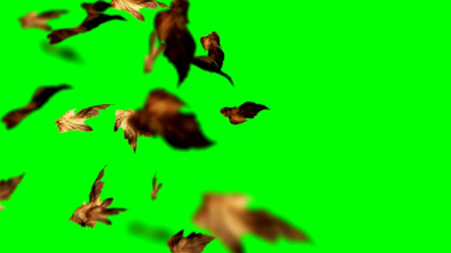秋叶落在绿色屏幕上，色度键可循环背景视频素材