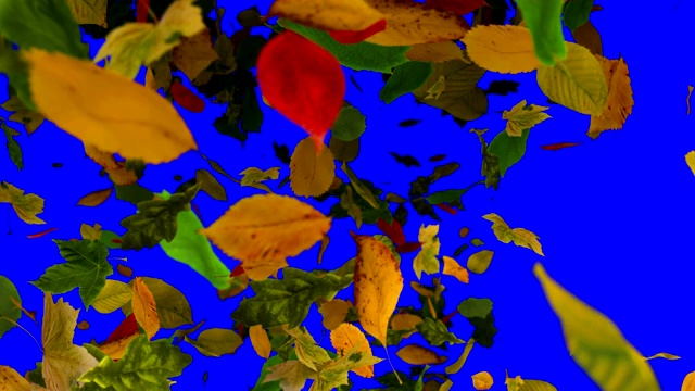 秋叶飘落，蓝屏色度键可循环背景视频素材