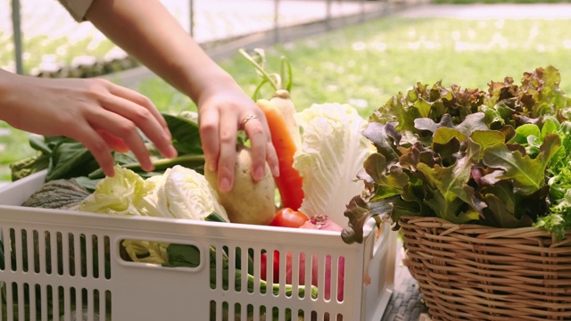 4k慢手持智能亚洲女性业主小商温室水培选择蔬菜农场持有植物箱沙拉在农场视频素材