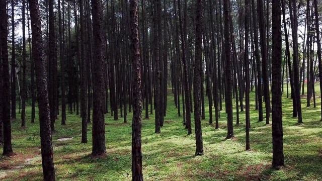 多莉拍摄了松树林和通往松树林的路视频下载