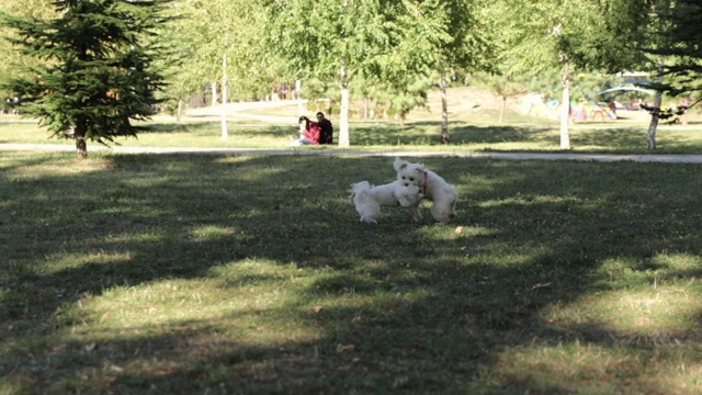 狗在公园里玩耍。好玩的宠物在阳光明媚的日子里玩耍视频素材